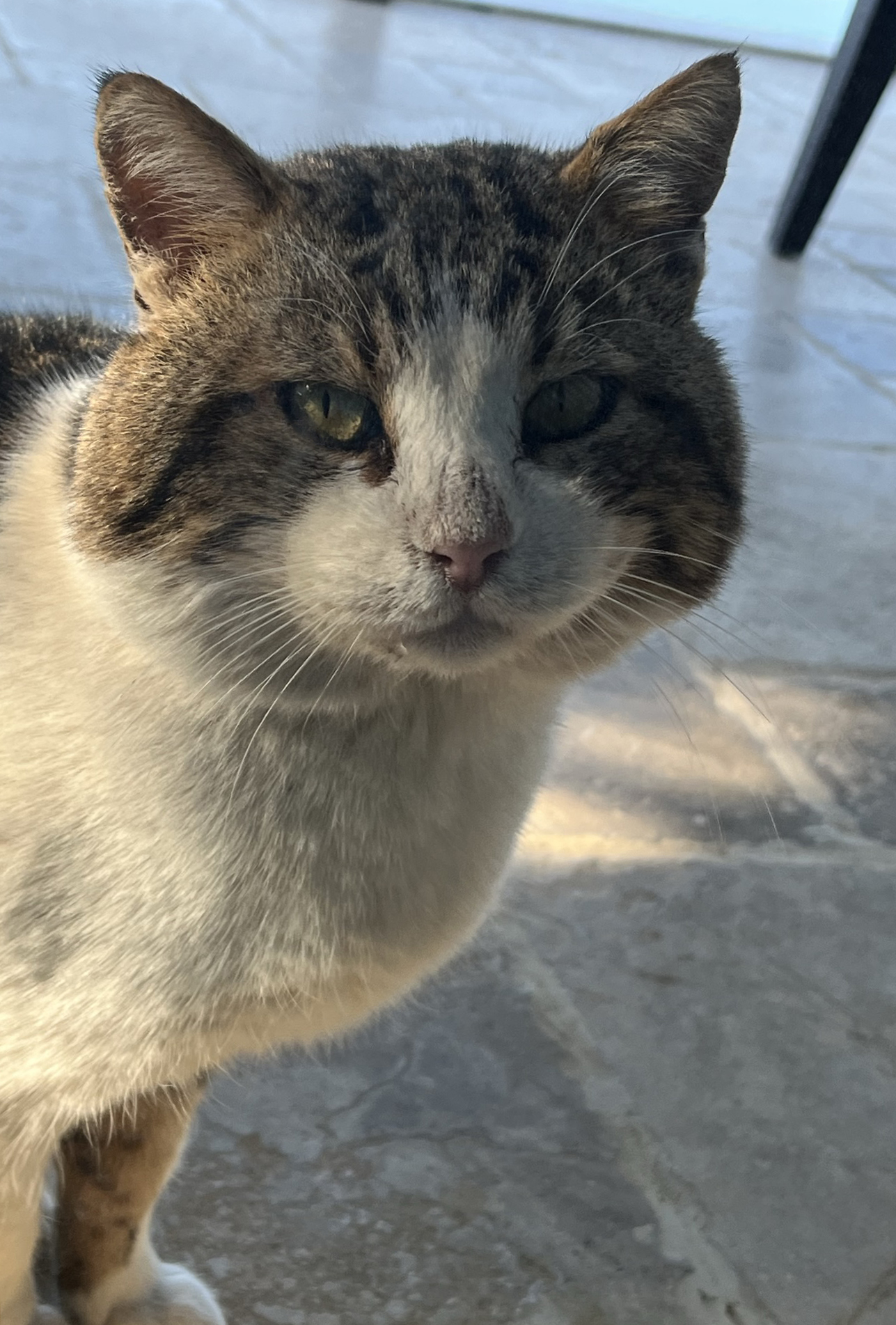 Cat in Turkey
