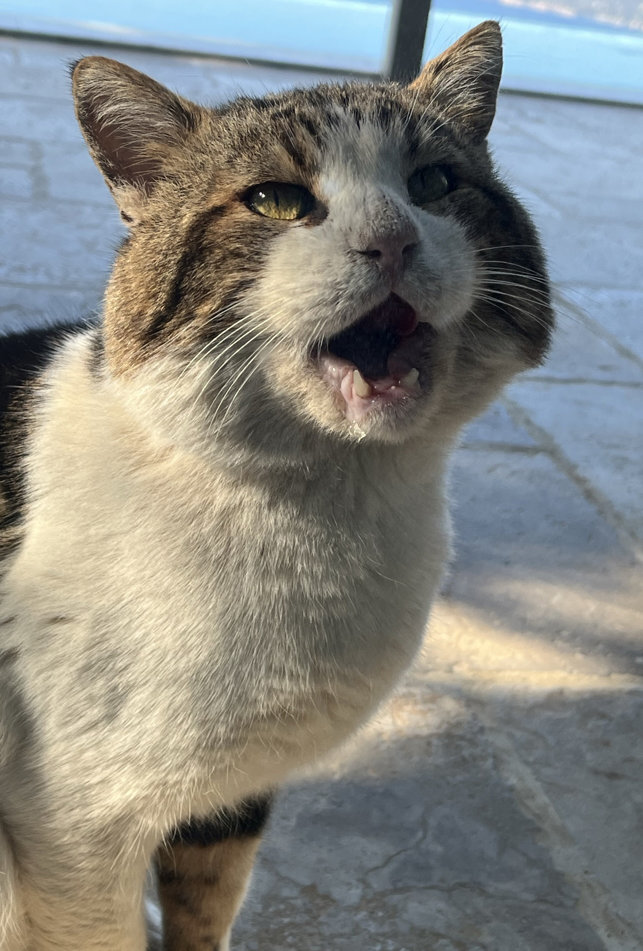 Cat in Turkey